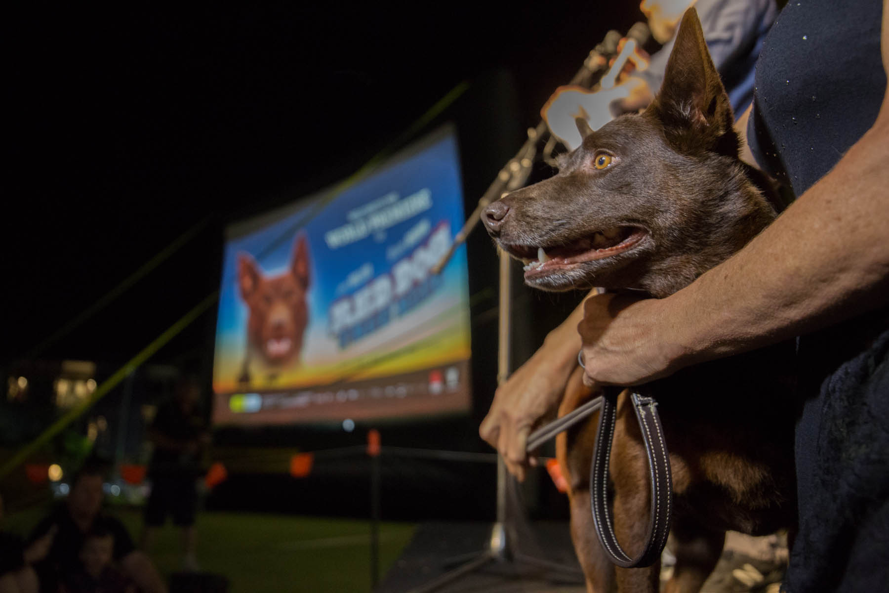 Red Dog: True Blue World Premier 2016